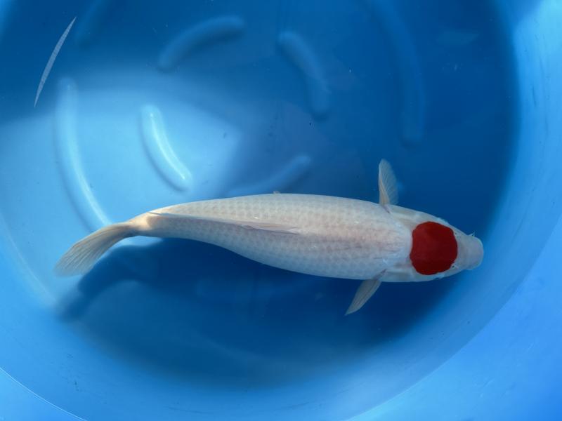 Tancho Kohaku | Marusei | 3 Jahre | ca. 65cm